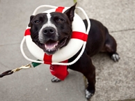 Lifesaver Dog
